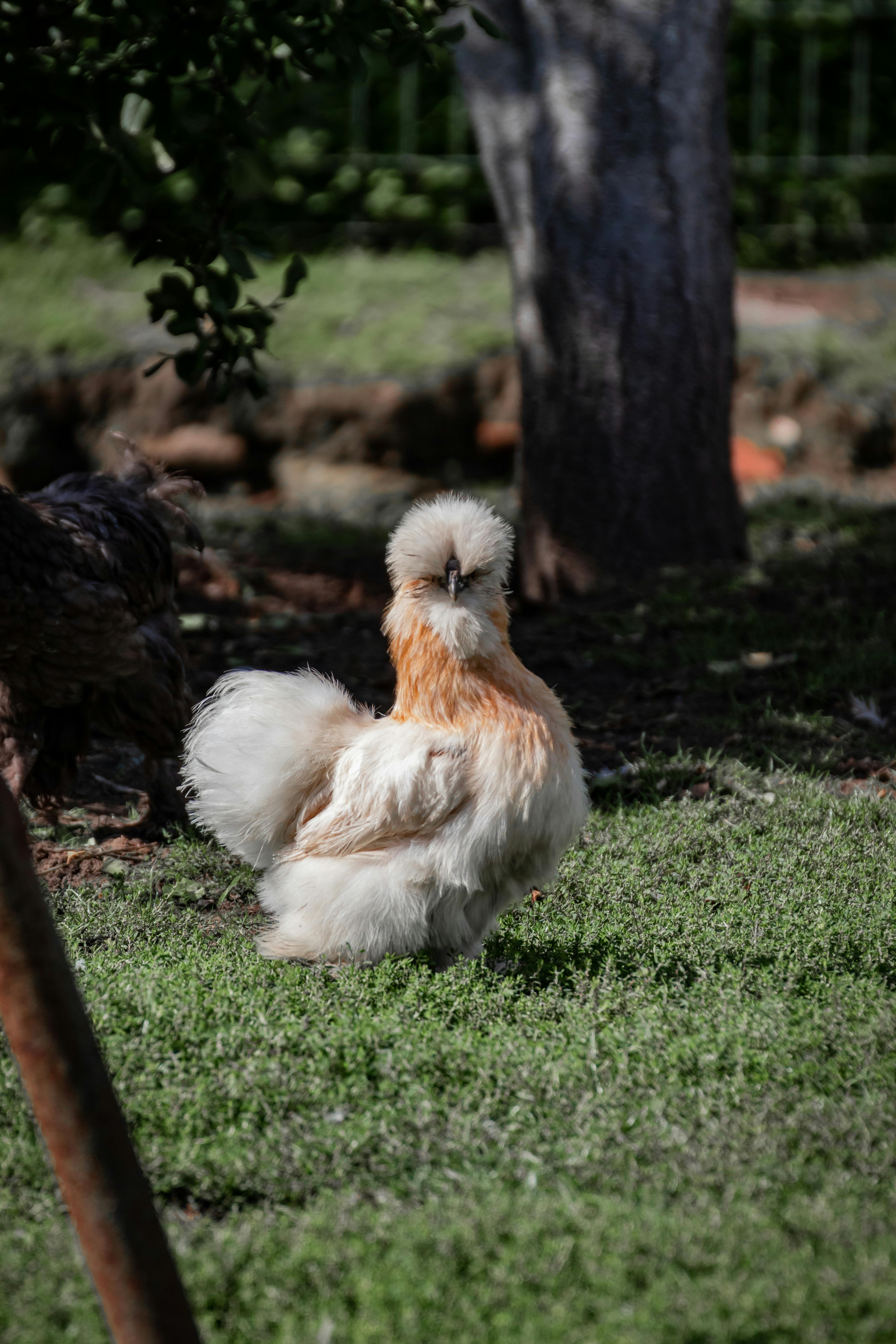 Galinha Sedosa (Silkie) branca em gramado – raça ornamental de penas macias